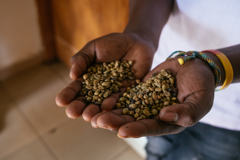 Dried Liberica coffee beans at the Makerere University Agricultural Research Institute in Kabanyoro, Uganda, March 29, 2023. (Khadija Farah/The New York Times)