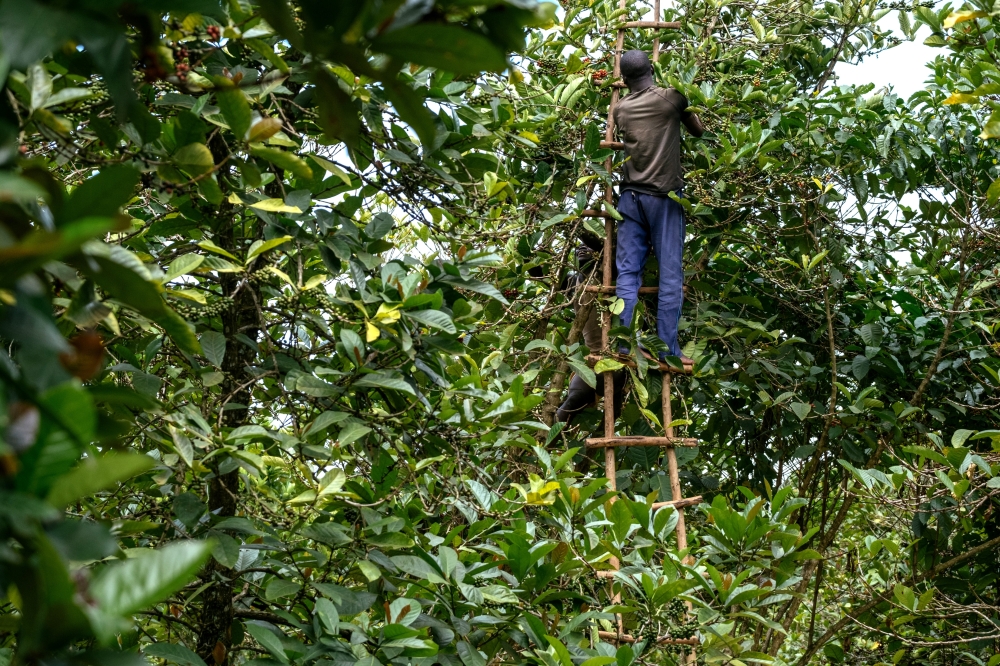 Coffee cherries are harvested from Liberica trees at a grove in Nakaseeta, Uganda, March 29, 2023. (Khadija Farah/The New York Times)