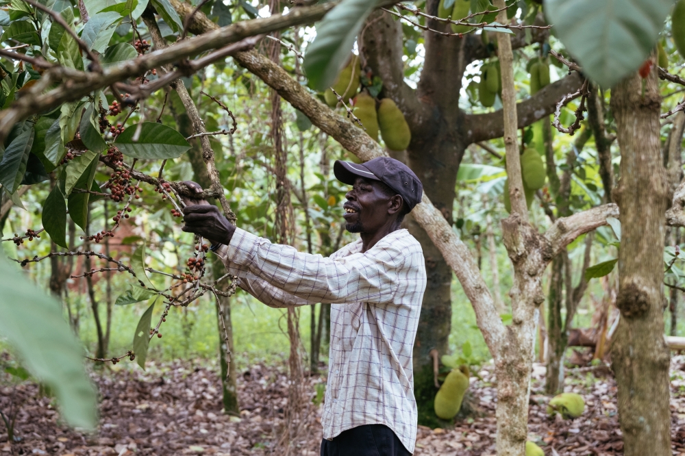 Deogratius Ocheng picks coffee cherries from his Liberica trees in the village of Nambi, Uganda, March 29, 2023. (Khadija Farah/The New York Times)