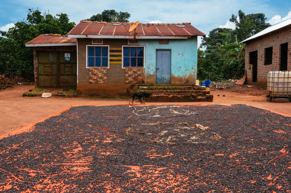 Liberica coffee cherries dry in the sun in Zirobwe, Uganda, March 29, 2023. (Khadija Farah/The New York Times)