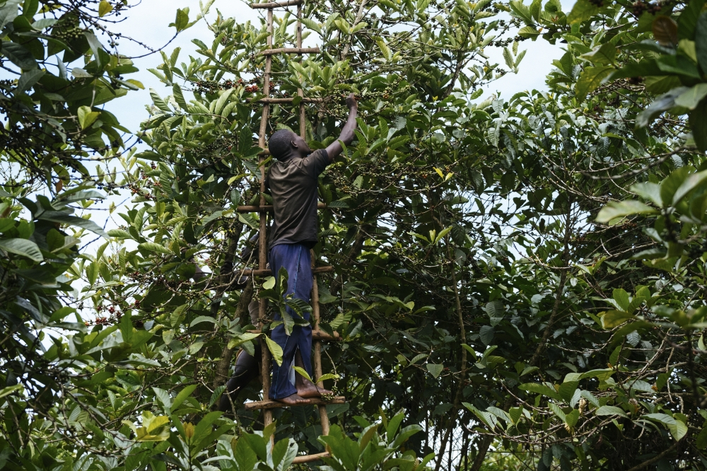 Coffee cherries are harvested from Liberica trees at a grove in Nakaseeta, Uganda, March 29, 2023. (Khadija Farah/The New York Times)