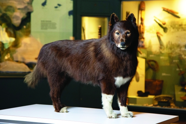 DNA study of famed US sled dog shows what made him so tough - Vimarsana News