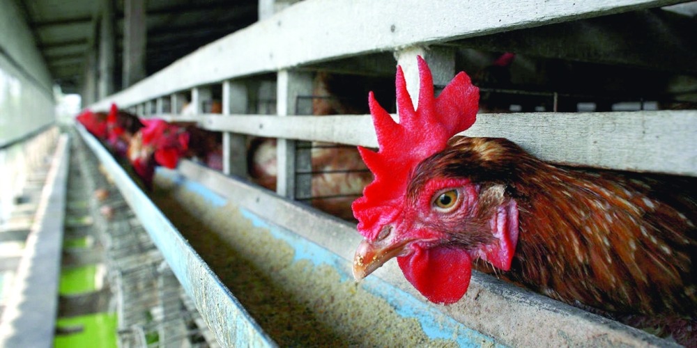 Animal Liberation contains both ethical arguments and factual descriptions of what we do to animals. 