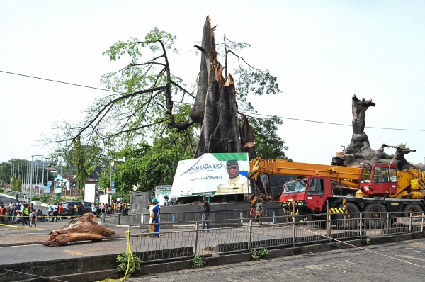 Sierra Leone's symbolic 'Cotton Tree' destroyed in rain storm - Vimarsana News