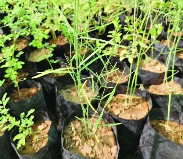 New nursery to expand green patch in Al Dhahirah - Vimarsana News