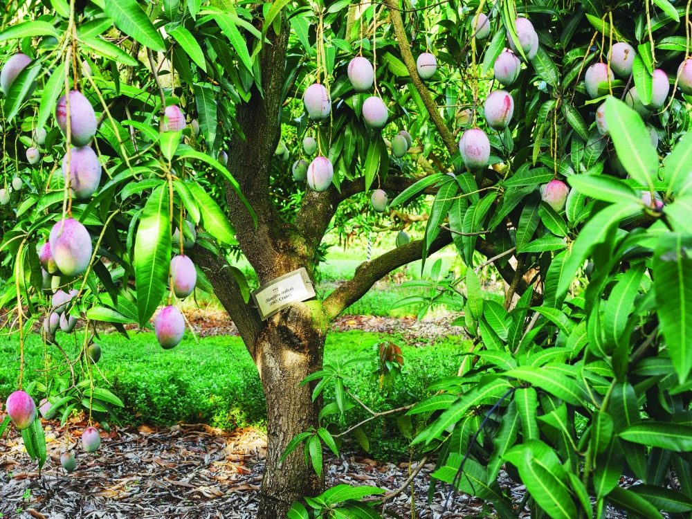 A mango tree at the University of Florida's tropical research and education centre in Homestead.