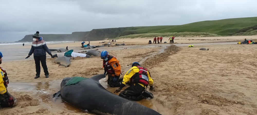 An image provided via Mairi Robertson-Carrey/British Divers Marine Life Rescue shows several pilot whales stranded on a beach in Scotland, on July 16, 2023. (via Mairi Robertson-Carrey/British Divers Marine Life Rescue)