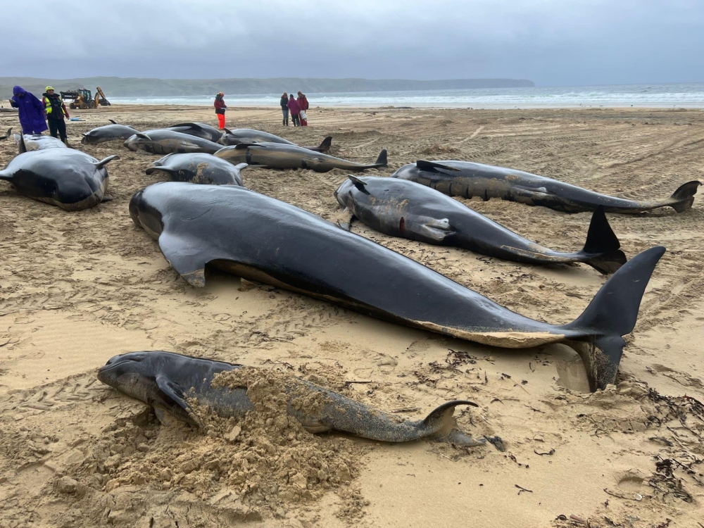 An image provided via Cristina McAvoy/British Divers Marine Life Rescue shows shows several pilot whales stranded on a beach in Scotland, on July 16, 2023. (via Cristina McAvoy/British Divers Marine Life Rescue)