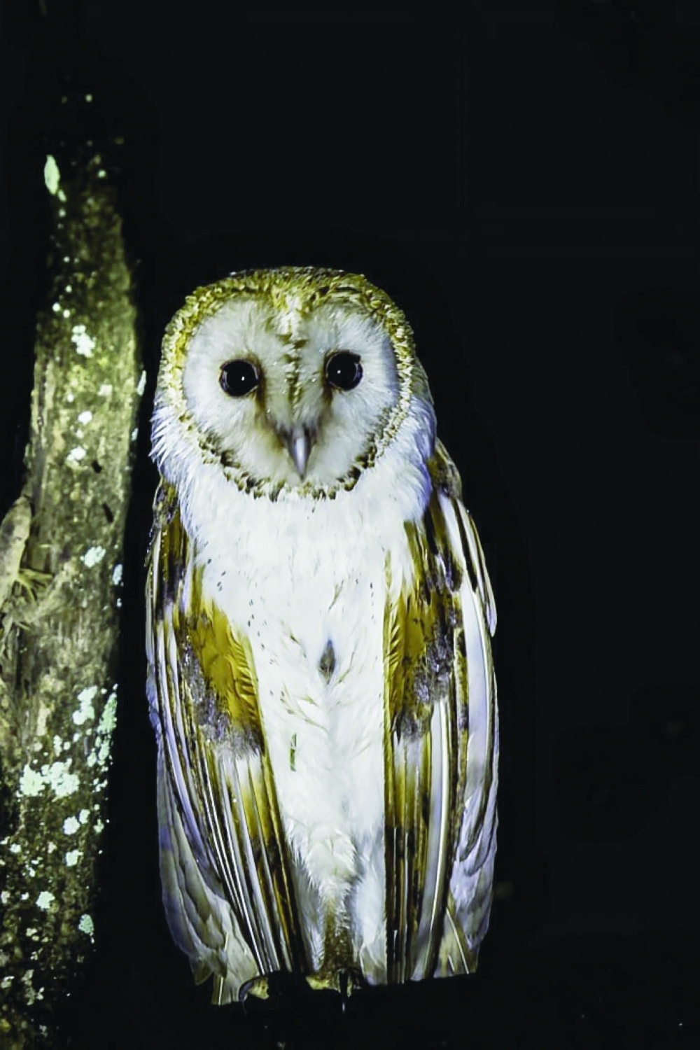 Barn owl