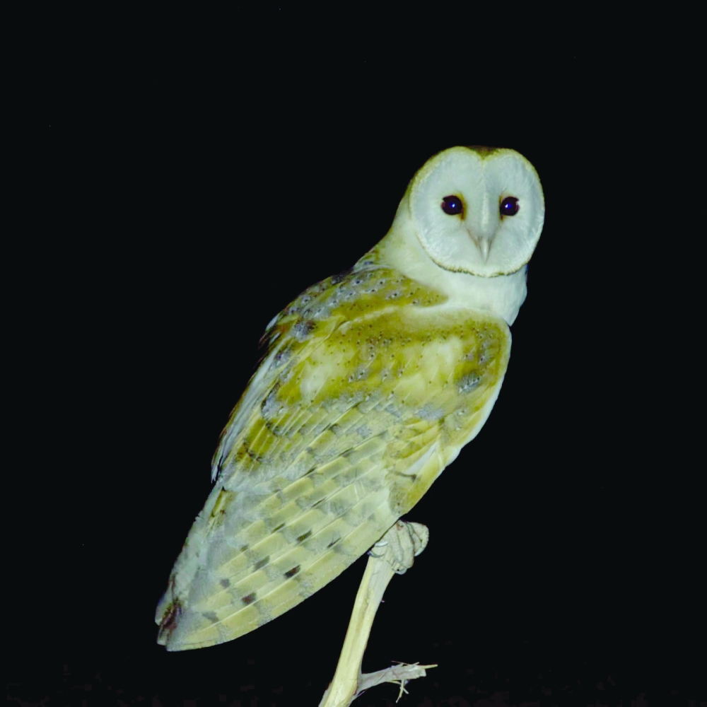 Barn owl
