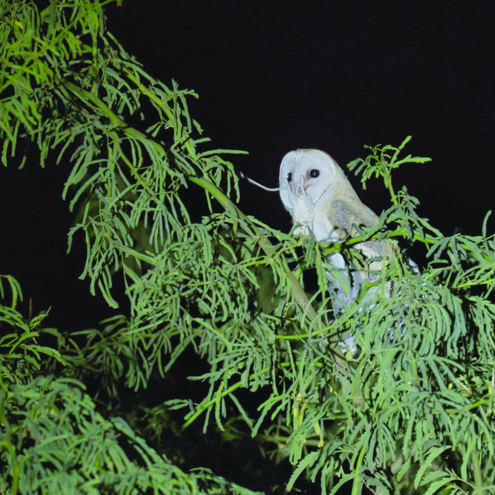 Barn owl