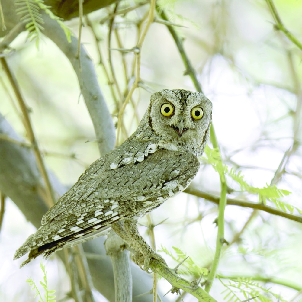 Eurasian scops owl bird migratory to Oman