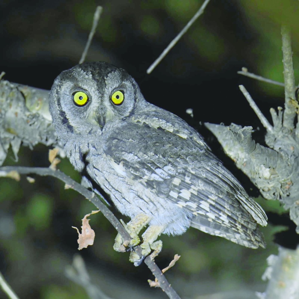 Arabian Scops Owl
