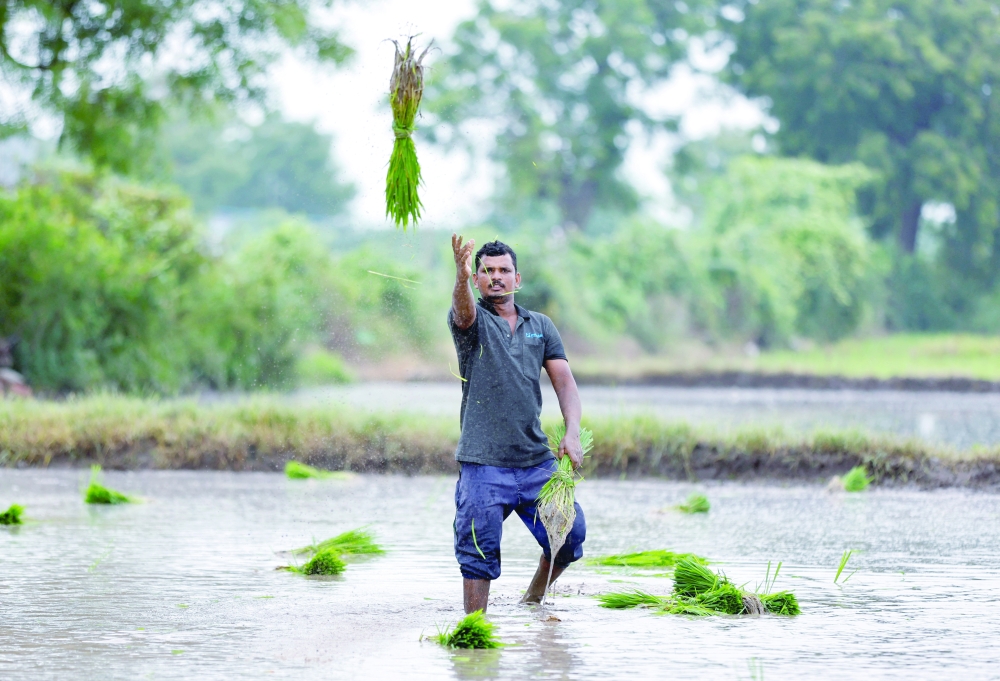 A farmer throws rice saplings for planting in a field on the outskirts of Ahmedabad, India. - AFP
