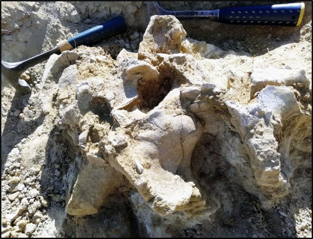 A partial dorsal vertebra of Tharosaurus indicus. (Krishna Kumar via The New York Times)