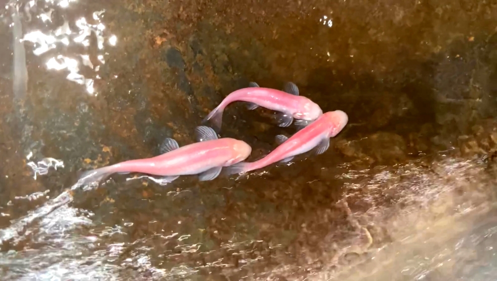 Nemacheilus troglocataractus