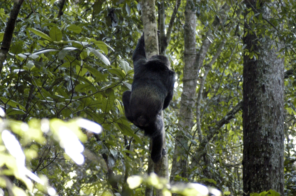 An undated photo provided by Jeremy DeSilva shows a Chimpanzee climbing a tree. (Jeremy DeSilva via The New York Times)