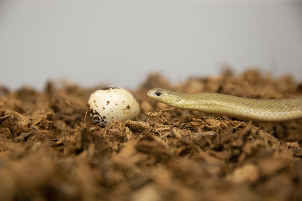 An undated photo provided by Andrew Higley of an egg-eating snake, of the genus Dasypeltis, which can consume larger prey than any other snakes on Earth relative to their size. (Andrew Higley via The New York Times) 