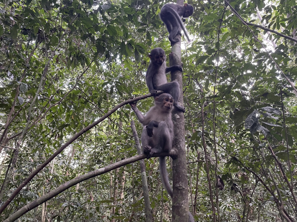 An undated photo provided by Luke Fannin shows a group of sooty mangabeys, a monkey native to West and Central Africa. (Luke Fannin via The New York Times)