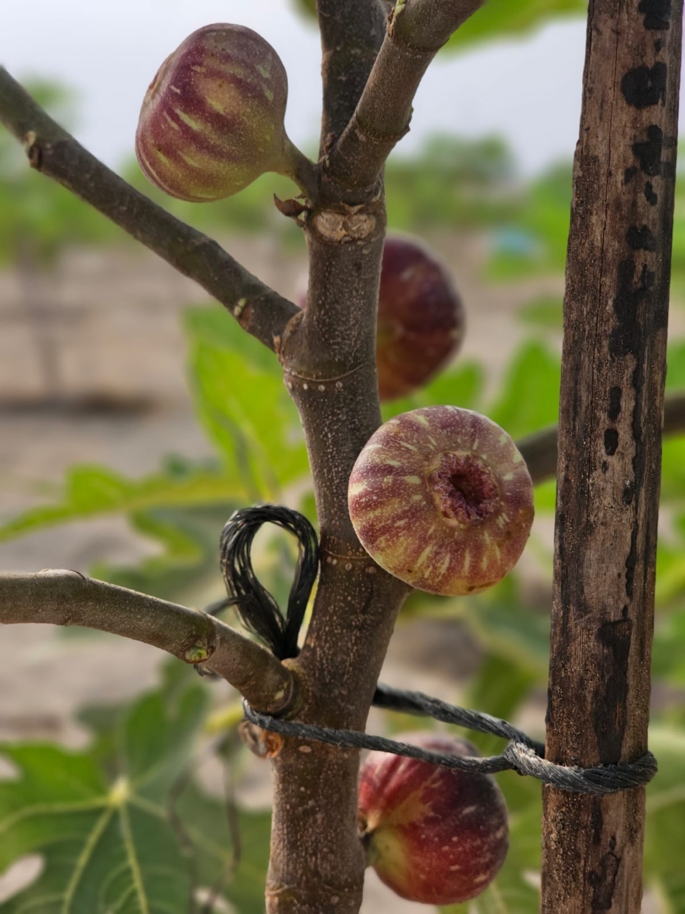 Organic fig trees set up in North Al Batinah