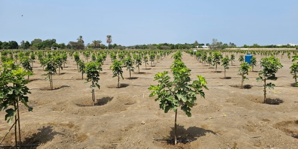 Organic fig trees set up in North Al Batinah