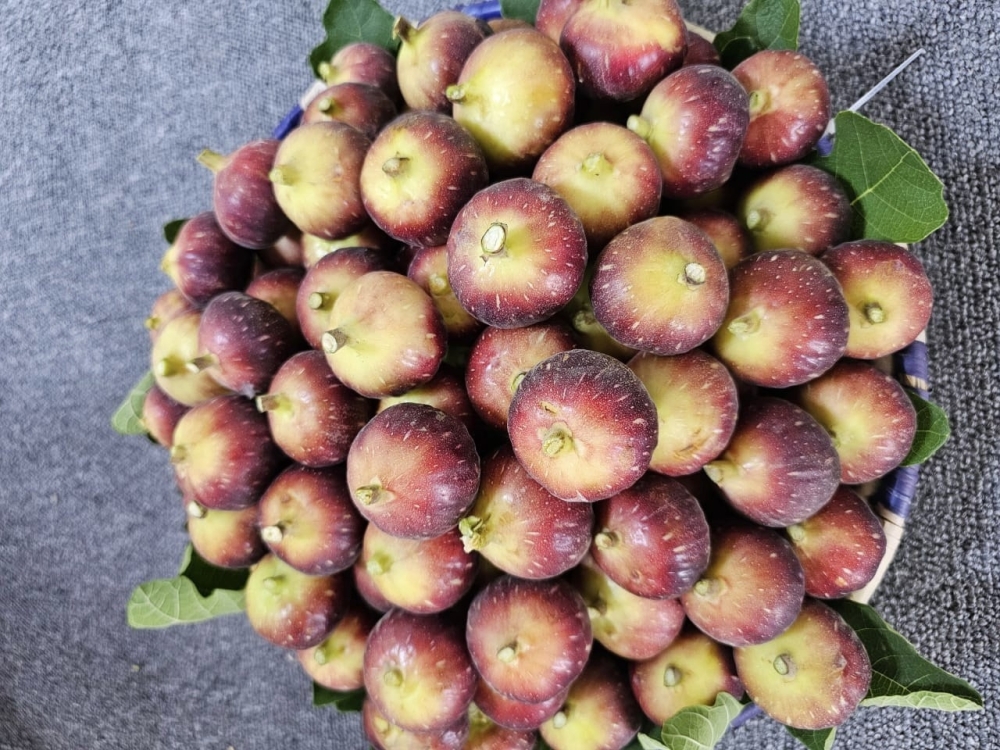 Organic fig trees set up in North Al Batinah