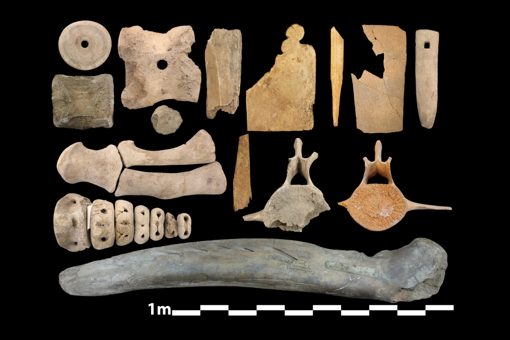While its nearly impossible to tell whether a bone fragment came from a whale that was hunted rather than one that washed up on a beach, a disproportionate number of right and gray whale bones at archaeological sites suggests ancient Europeans sought out these species. (van den Hurk et al., Royal Society Open Science 2023 via The New York Times)
