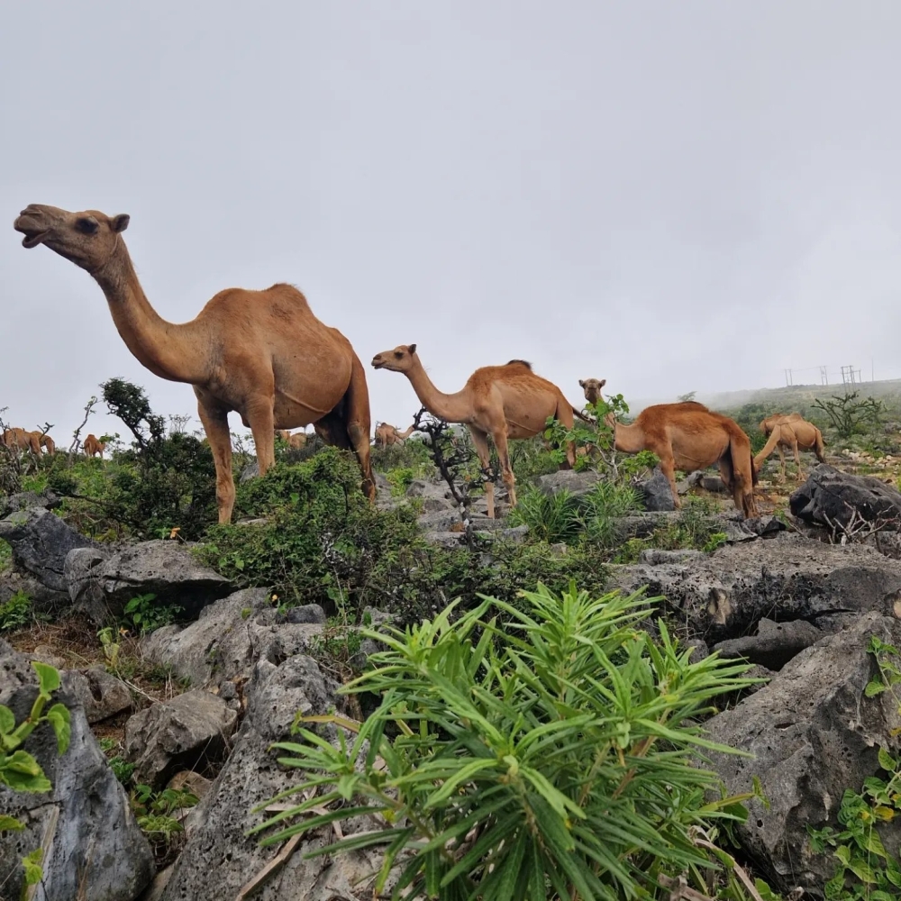 Camels in Salalah