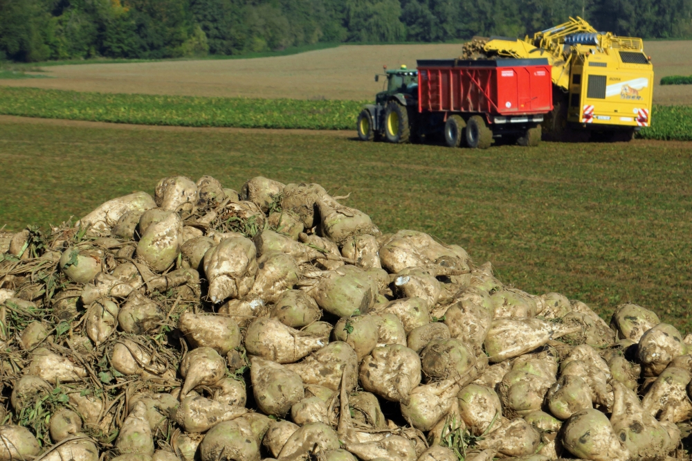 A French farmer harvests a sugar beet field in Les Rues-des-Vignes, France. - Reuters File