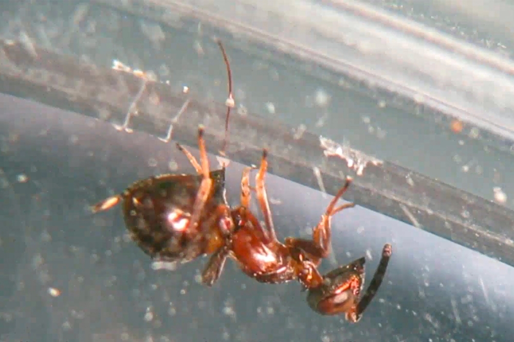 A parasitoid wasp drills through a petri dish to lay its egg. (Nikelshparg et al. via The New York Times)