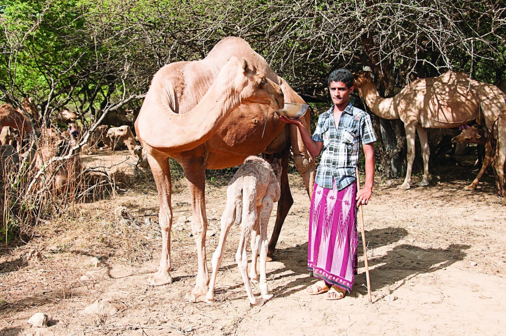 A camel calf drinks milk from its mother after milking by the herder