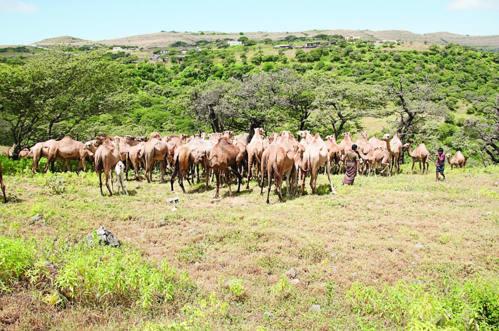 A herd of camels graze on plains in Dhofar