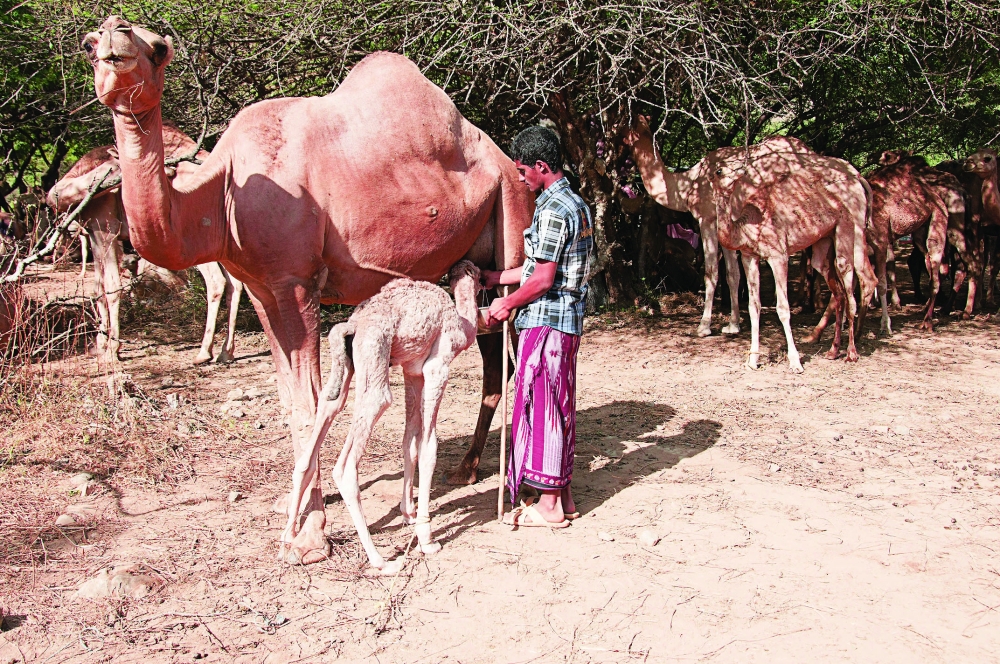 A youth milks a camel while the calf tries to drink it
