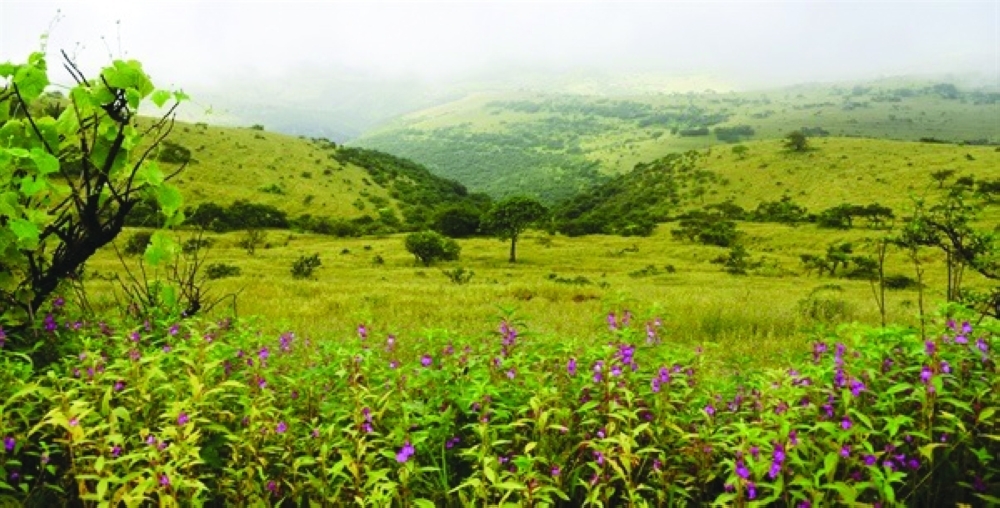 Dhofar Serb Festival creates a vibrant space for cultural exchange and entertainment