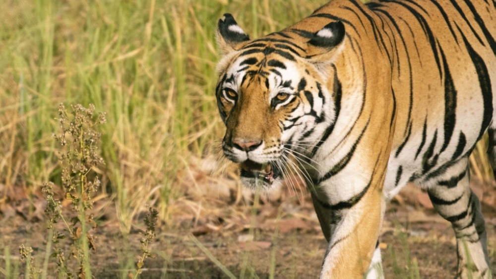 Experts from Clemson University in South Carolina and several NGOs published research last month on their work using AI-enabled cameras that they say could help revolutionize tiger conservation.