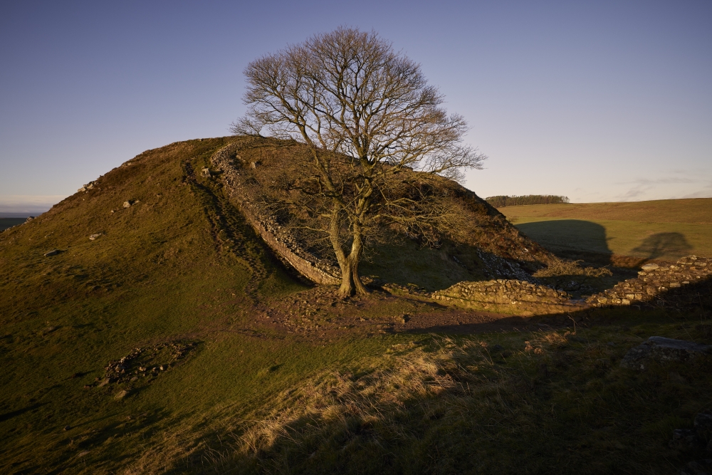 The Sycamore Gap tree, near Hadrians Wall in Northumberland, England.