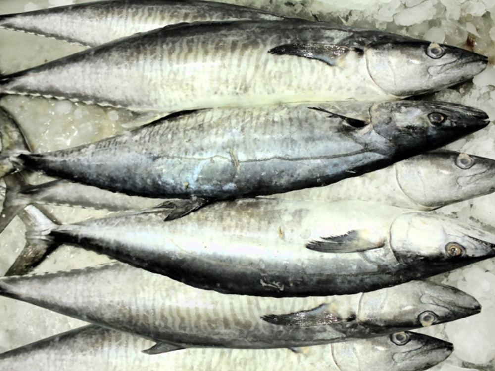 The ban that came into force on August 15 was implemented with the aim of maintaining the sustainability of kingfish.
