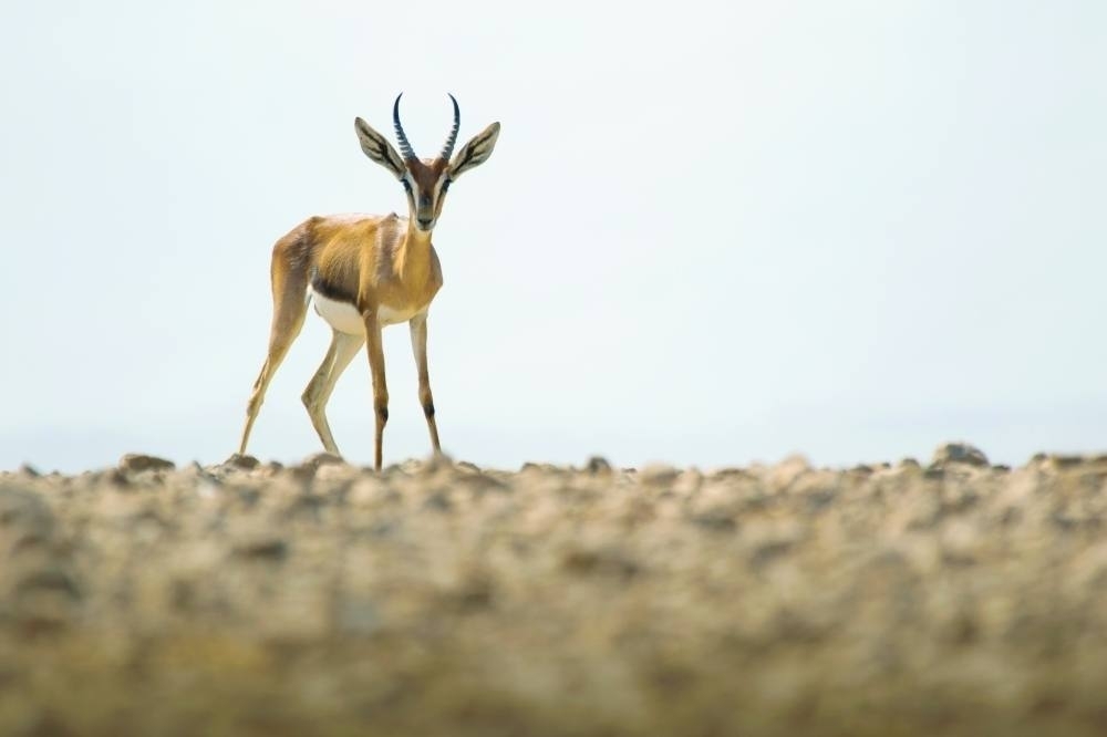 EA said it has raised the issue of providing safe crossings for these wild animals with the concerned authorities 