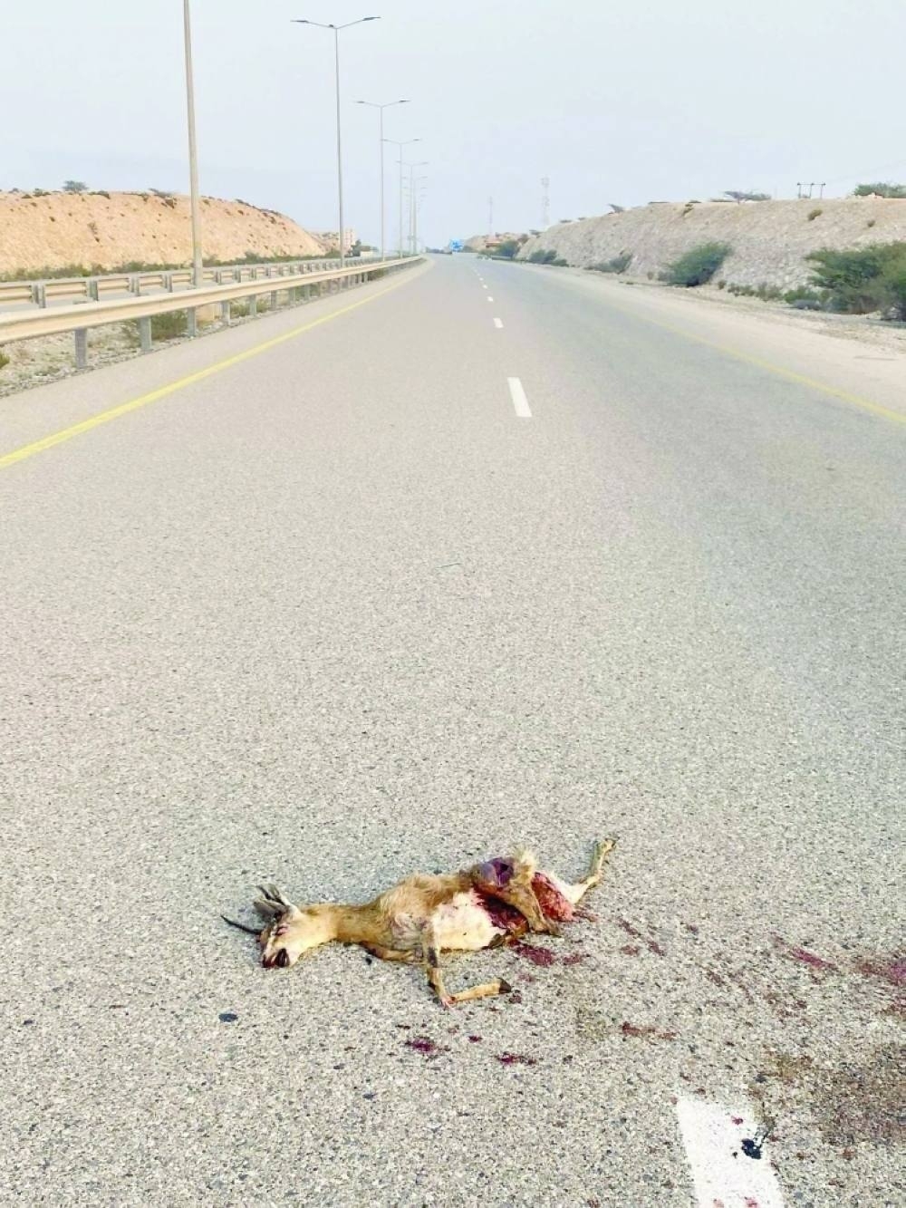 292 wild animals died during the period 2018-2023 and there is an urgent need for effective solutions