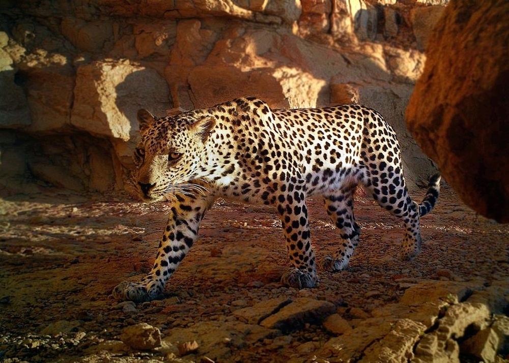 3 Arabian leopards walking together spotted in Dhofar