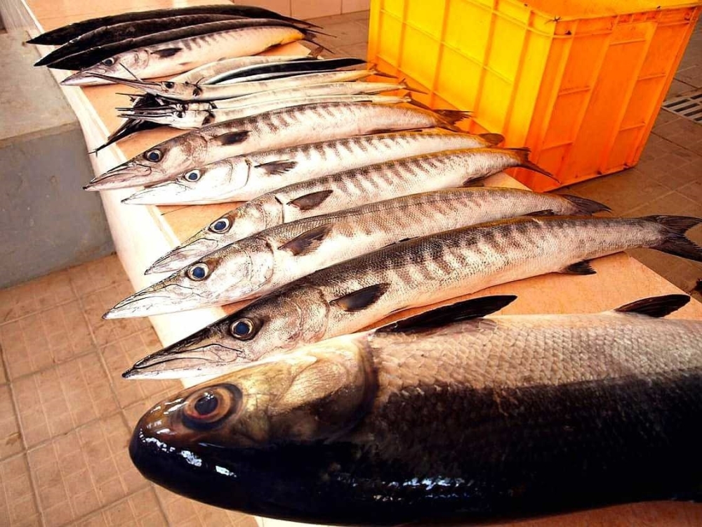 Oman Fisheries’ transformation strategy aims for a return to profitability
