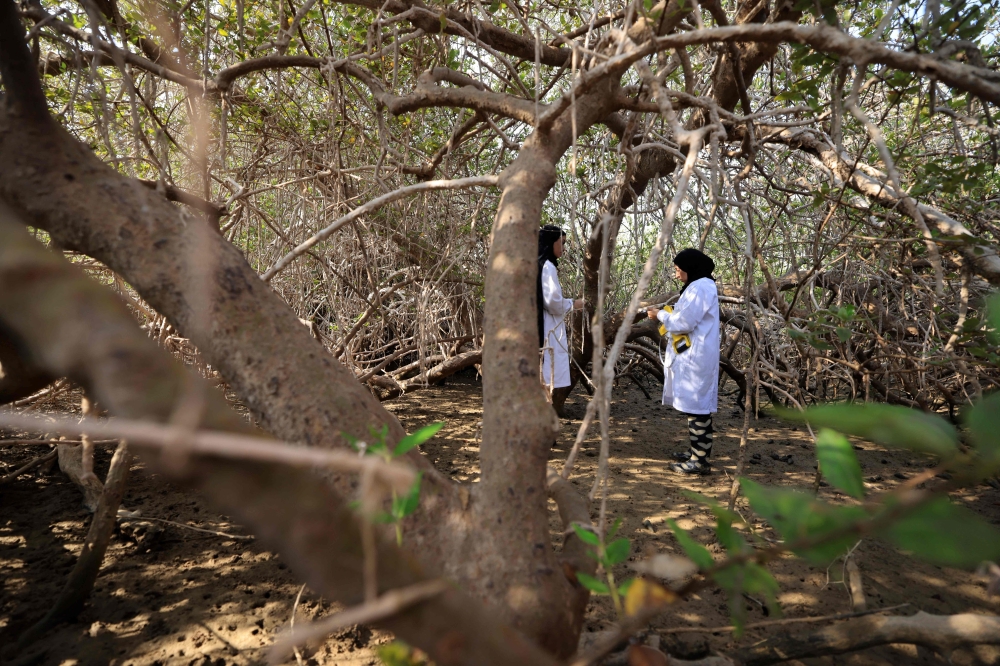 Environmental scientist Zakia al-Afifi (R) demonstrates to one of her students, Israa al-Maskari, how to measure the biomass of a mangrove tree in a nursery at the Qurm nature reserve in the Qurm neighbohood in the Omani capital Muscat on October 3, 2023. The Gulf country is one of the first in this oil-producing region to launch a project to preserve seaside trees and shrubs, which help take carbon from the air and store it in their roots. (Photo by Karim SAHIB / AFP)