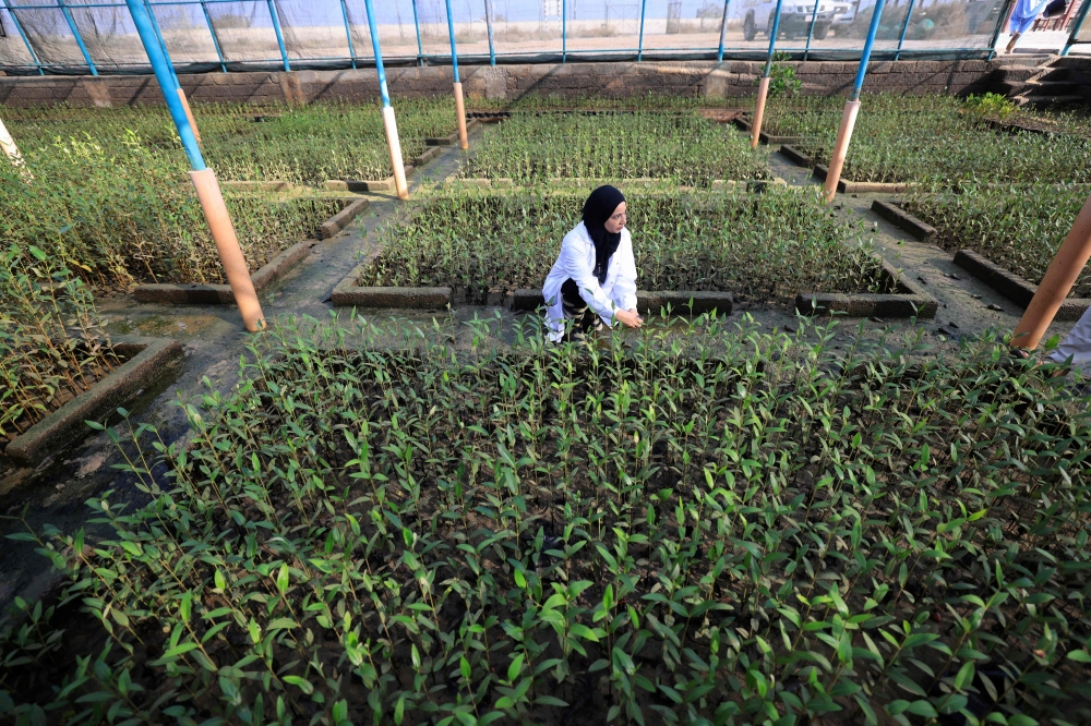 Environmental scientist Zakia al-Afifi inspects mangrove trees in a nursery at the Qurm nature reserve in the Qurm neighbohood in the Omani capital Muscat on October 3, 2023. The Gulf country is one of the first in this oil-producing region to launch a project to preserve seaside trees and shrubs, which help take carbon from the air and store it in their roots. (Photo by Karim SAHIB / AFP)

