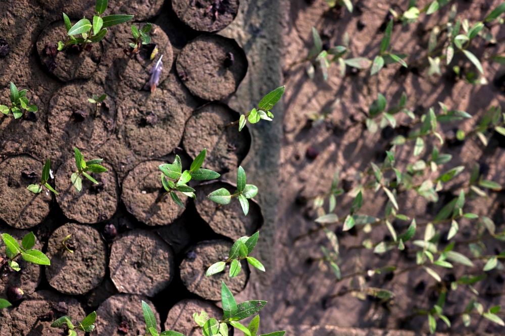 Mangrove seedlings are pictured in a nursery at the Qurm nature reserve in the Qurm neighbohood in the Omani capital Muscat on October 3, 2023. The Gulf country is one of the first in this oil-producing region to launch a project to preserve seaside trees and shrubs, which help take carbon from the air and store it in their roots. (Photo by Karim SAHIB / AFP)
