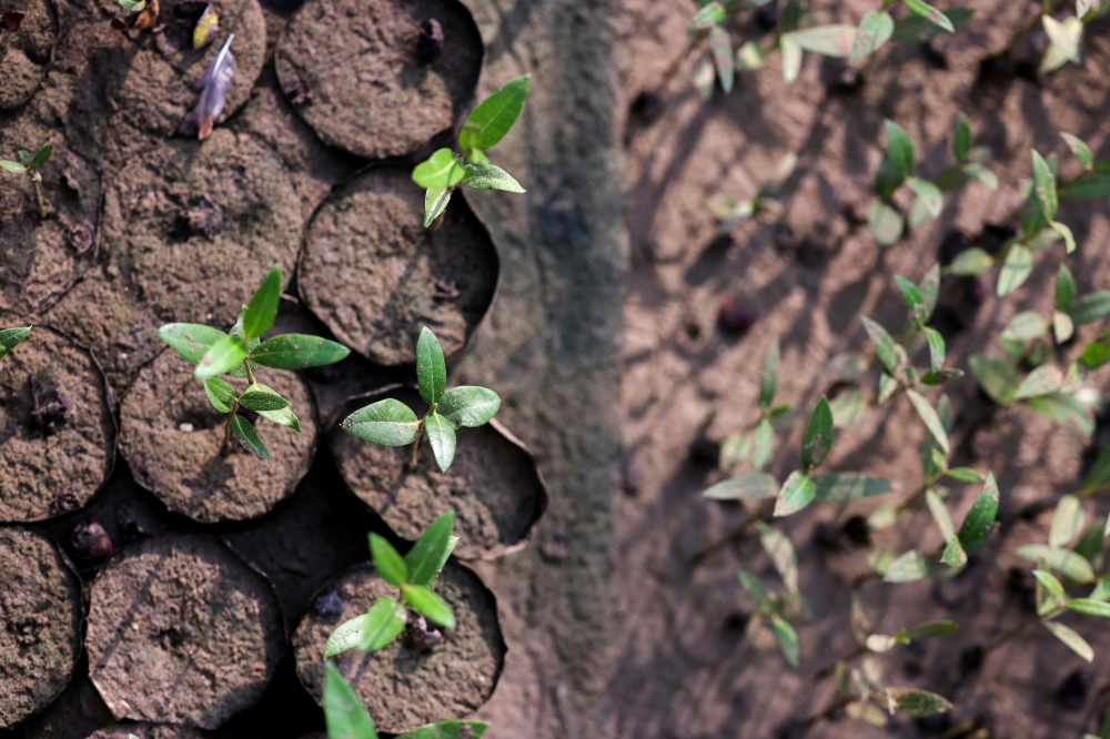 Mangrove seedlings are pictured in a nursery at the Qurm nature reserve in the Qurm neighbohood in the Omani capital Muscat on October 3, 2023. The Gulf country is one of the first in this oil-producing region to launch a project to preserve seaside trees and shrubs, which help take carbon from the air and store it in their roots. (Photo by Karim SAHIB / AFP)
