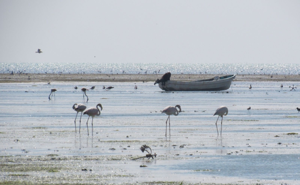 Al Wusta wetland listed world wetland site