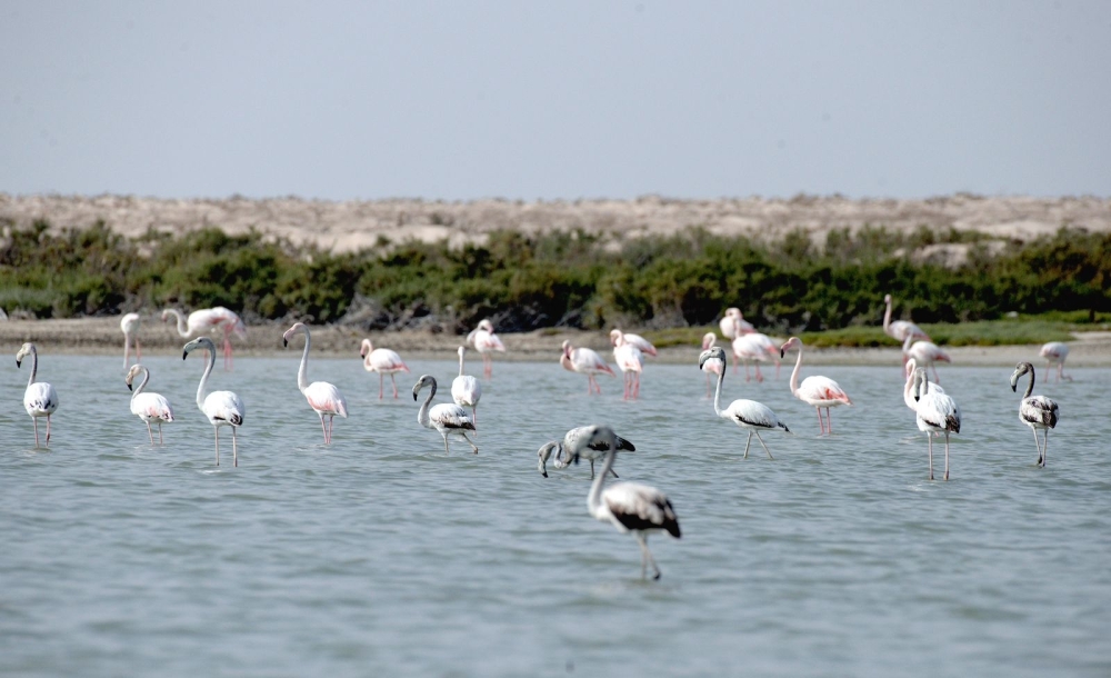 Al Wusta wetland listed world wetland site
