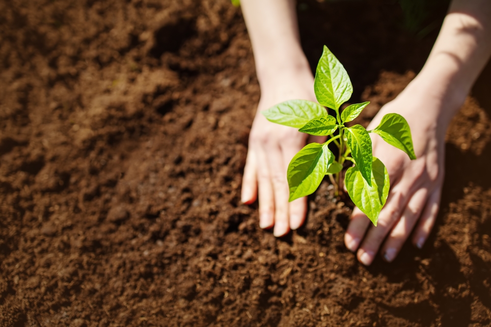 Human,Hands,Taking,Care,Of,A,Seedling,In,The,Soil.