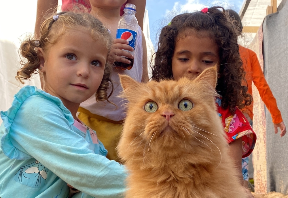 Displaced Palestinian children, who fled their homes due to Israeli strikes, play with one of the cats belonging to the Harb family who survived airstrikes, at a tent camp in Khan Younis in the southern Gaza Strip. - Reuters
