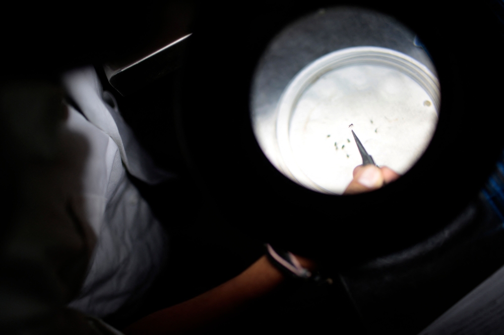 A lab technician studies mosquitoes carrying the Chikungunya virus in a public health laboratory in Acapulco, Guerrero State, Mexico, on April 15, 2015. 